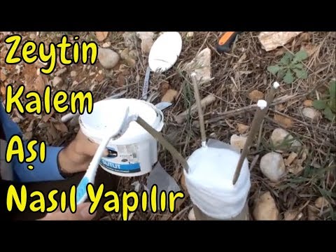 Zeytin Kalem Aşısı Ayrıntılı Anlatım