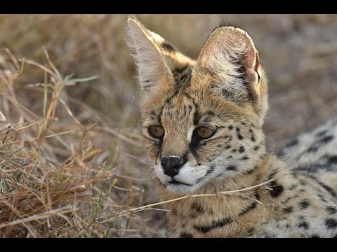 Maasai Mara Safari | Day 1