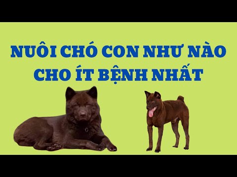 Nuôi Chó Con Như Nào Cho Ít Bệnh Nhất / Bằng Đoàn TB
