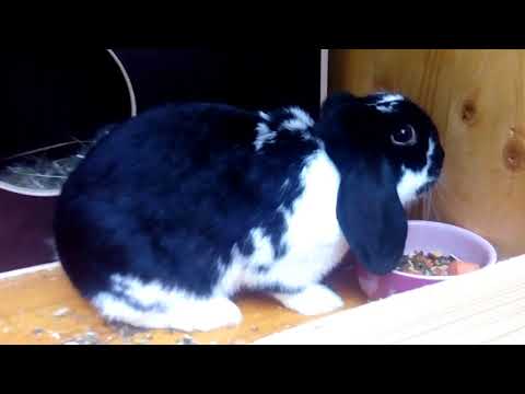 Thumbnail for Крольчиха не кормит крольчат. Что делать? Кролиководство.