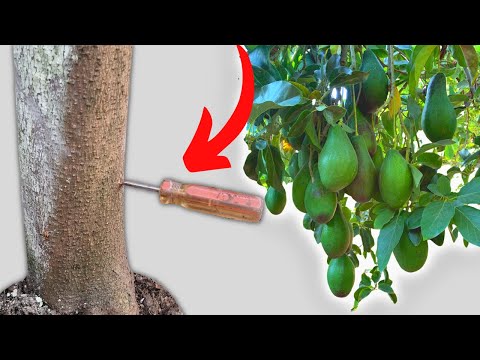 Capar Árbol de Aguacate o Palta para Activar la Floración y Cuaje de Frutos