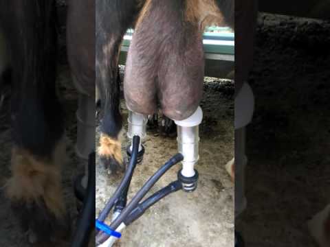 Süt sağım makinesi ile keçi sağımı nasıl yapılır.