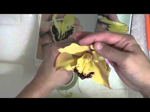 Thumbnail for Сахарная орхидея (Sugar orchid)