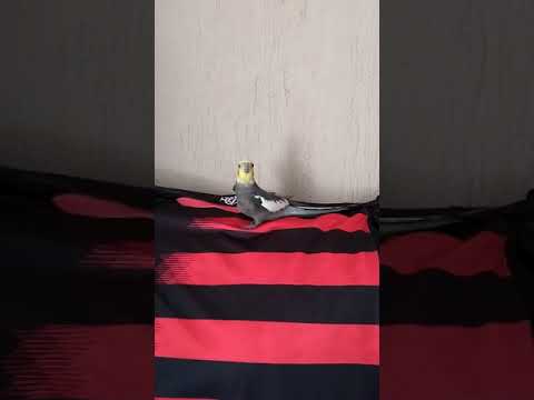 Thumbnail for Calopsita cantando hino do Flamengo