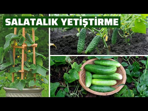 Thumbnail for Salatalık Nasıl Yetiştirilir? Saksıda Salatalık Nasıl Ekilir?