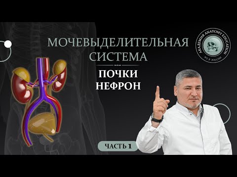 Thumbnail for Мочевыделительная система. Почки. Нефрон. Часть 1 / Urinary system part 1