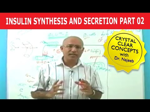 Insulin Synthesis and Secretion | Part 2/4????