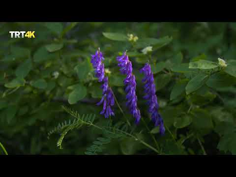 Thumbnail for MİLLİ PARKLAR - ULUDAĞ