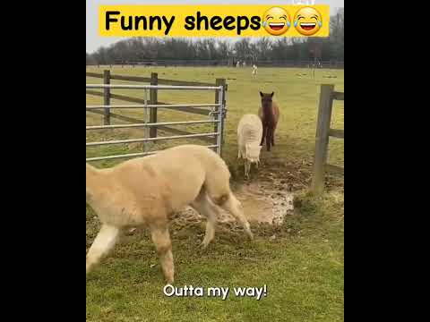 Thumbnail for funny video of sheeps#jumping sheeps @EducatorsMcqs #sheep
