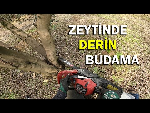 Kontrolsüz Büyüyen Zeytinleri Buduyoruz || Bahçe İhyası || Derin Budama