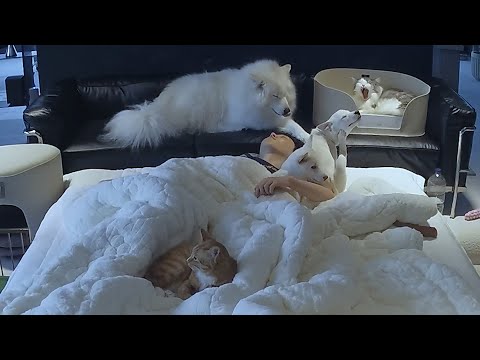 강아지 고양이 다섯마리와 같이 자면 어떻게 될까요?