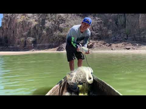 Buenas tilapias siguen saliendo