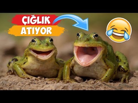 Çığlık Atan Komik Hayvan Videoları Derlemesi! | [2018 Derleme] ● Eğlenceli Anlar