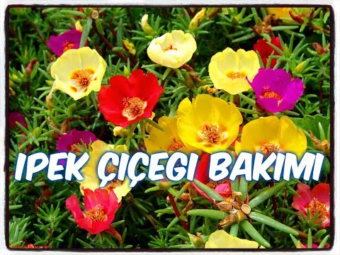 İPEK ÇİÇEĞİ BAKIMI (KEDİ TIRNAĞI)