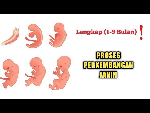 Perkembangan Janin dari Bulan ke Bulan, LENGKAP❗️ (1-9 Bulan)