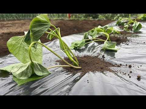 Thumbnail for サツマイモの栽培方法・さつまいも苗を植える前にコレやると収穫量が２倍になります！（畝作り〜植え付け方）23/4/18