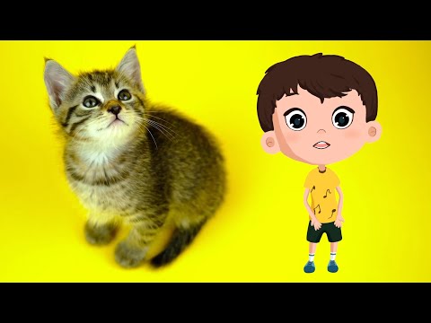 Sevimli Hayvanlar Şarkısı ve Yavru Hayvanlar | Okul Öncesi Hayvanlar Bebek Şarkıları