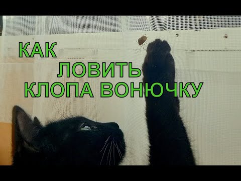 Как ловить клопа вонючку (щитник) в домашних условиях и выбросить без вони.