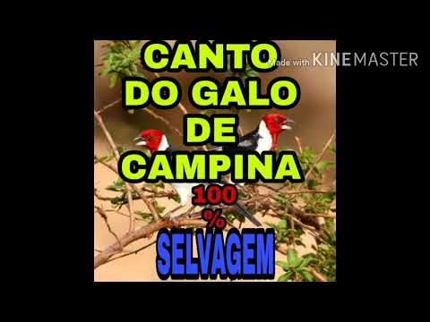 CANTO DO GALO DE CAMPINA PARA ENCARTAR OU TREINAR SEU MACHO