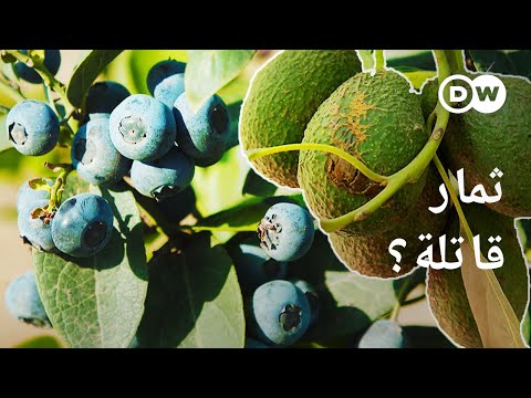 وثائقي | الأفوكادو والتوت الأزرق: أغذية فائقة الجودة أم قاتلة للمناخ؟ | وثائقية دي دبليو