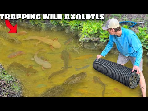 Thumbnail for Trapping Wild Axolotls in ALLIGATOR INFESTED CREEK!