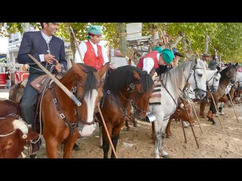 ✅Prova do Boi da Guia na Moita 2022