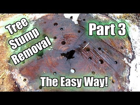 Thumbnail for Possibly The Easiest Way To Remove A Tree Stump! Using Epsom Salt!! Part 3 | 6 Week Update!