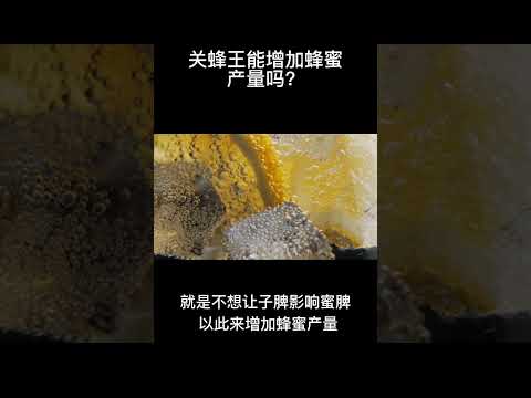Thumbnail for 关蜂王能增加蜂蜜产量吗 #shortvideo