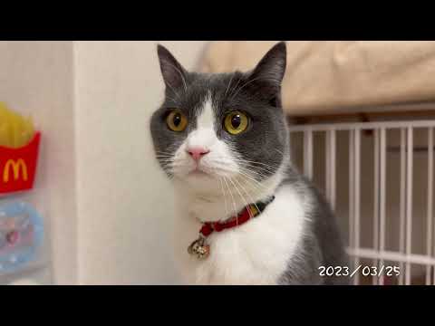 Thumbnail for [ブイログ]Day.0861 カツオとチュールどっちが好きか試してみた [ハチワレ・ブリショー]