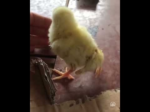 Thumbnail for Kahramanmaraş'ta yumurtadan dört ayaklı civciv çıktı