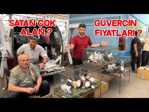 Thumbnail for Yazın Güvercin Pazarı Pazarda Güvercin Çeşidi Çok