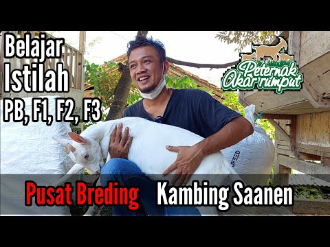 Pusat Breding Kambing Saanen | Mengenal Istilah PB, F1, F2, F3
