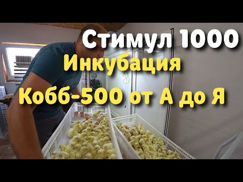 Инкубация Кобб-500 от А до Я в Стимул-1000 М1 У