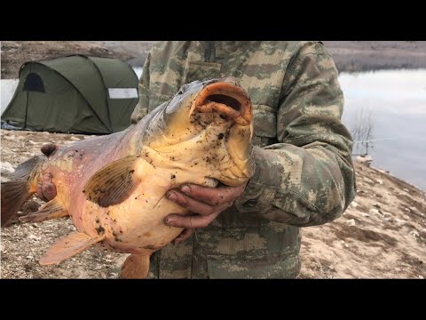 Thumbnail for İNANILMAZ SAZAN AVI. Önce ben balığı çektim sonra balık beni çekti. Big carp hunt.the fish pulled me