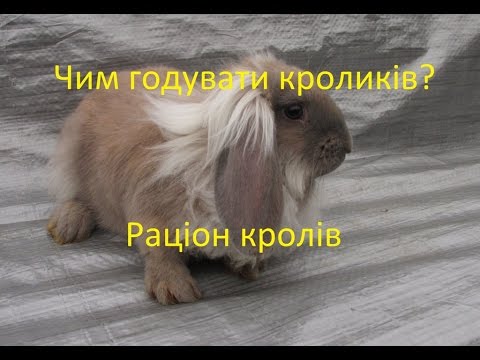 Чим годувати кроликів? Раціон кролів