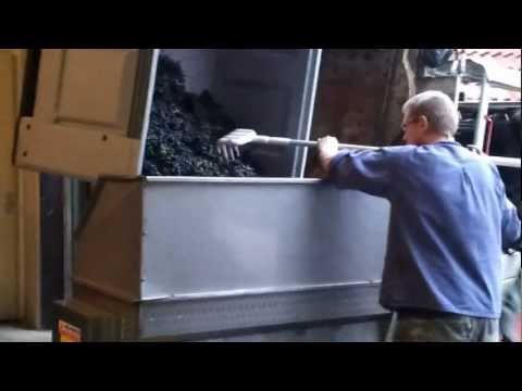 Druiven ontstelen - most voor rode wijn - Wijngaard Hesselink