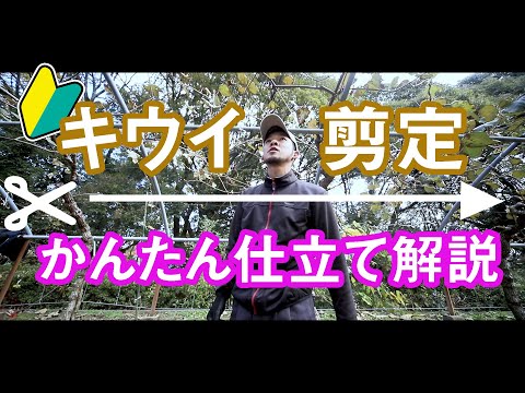 Thumbnail for キウイの簡単剪定 図解・イラスト解説つき