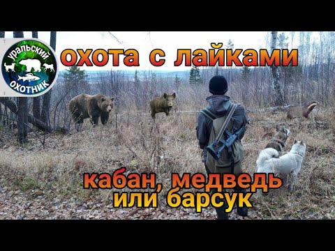 Охота с лайками - кабан, барсук или медведь?