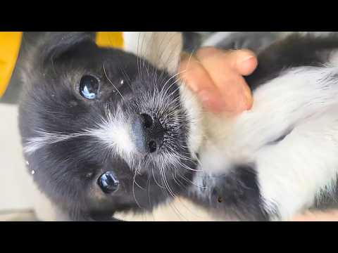 Thumbnail for Stray puppy waited 3 days for the guy who fed her once—turns out she’s a total treasure