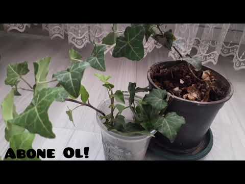 Thumbnail for BAHÇE SARMAŞIĞI (HEDERA HELİX)NASIL ÇOĞALTILIR VE BUDANIR?