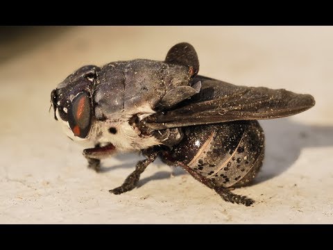 Thumbnail for Dünya'nın En Ölümcül 10 Böcek Türü