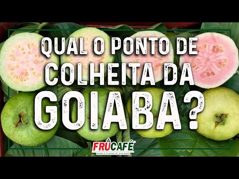 Qual é o Ponto de Colheita da Goiaba?