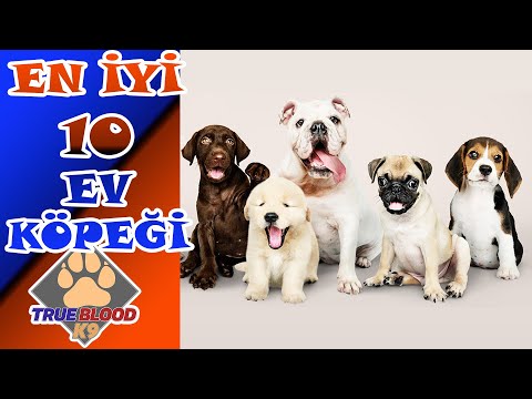 EVDE EN İYİ BAKILABİLECEK 10 KÖPEK HANGİSİDİR? EV KÖPEKLERİ