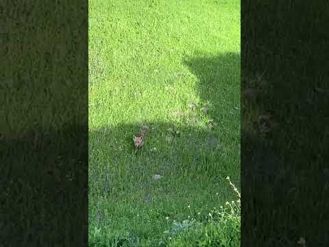 ¡¡¡Como viene el zorro al reclamo!!!