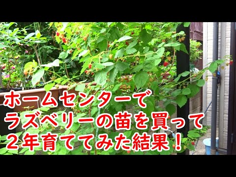 ラズベリーの苗をホームセンターで買って、2年育ててみた結果【栽培・育て方・成長記録】