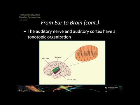 Thumbnail for Ch8 Hearing Brain (4th Edition)