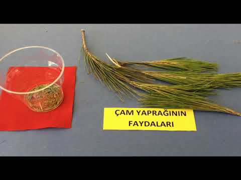 Thumbnail for Çam Yaprağı Çayı Yapılışı Kullanımı Faydaları