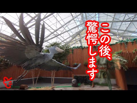 Thumbnail for ふたばちゃんがなぜ屋根の上に乗るようになったのかがわかるかも?【Futaba, the Shoebill】ハシビロコウふたばちゃんの思い出 2019年3月 掛川花鳥園