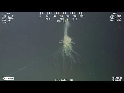 Thumbnail for ЗАГАДОЧНЫЕ МОРСКИЕ СУЩЕСТВА СНЯТЫЕ НА КАМЕРУ. ТОП 5 тварей найденных ПОД ВОДОЙ.