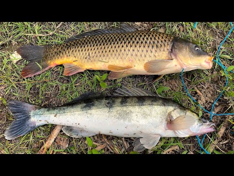 СУДАК ЗАЛЕТЕЛ НА ЖМЫХОВКУ. ЛОВЛЯ САЗАНА НА ЖМЫХ ПОСЛЕ НЕРЕСТА.